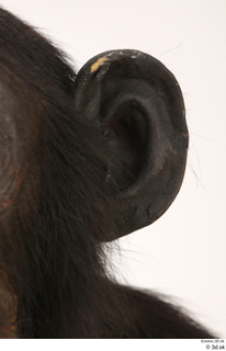 Chimpanzee Bonobo ear 0002.jpg